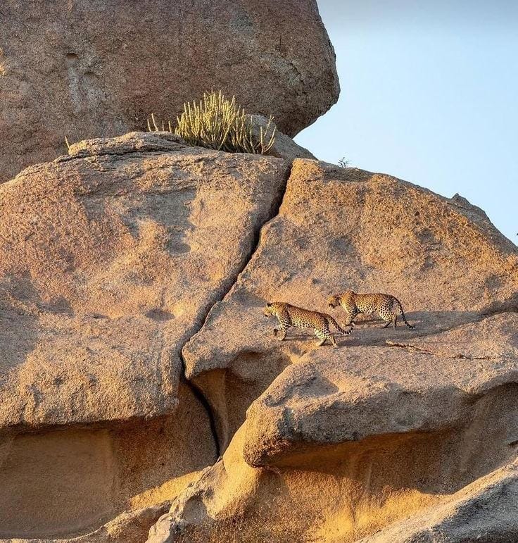 Jawai Leopard Hills Safari