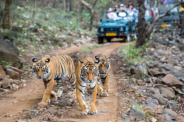 Ranthambore Tigers